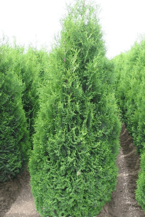 Holmstrup Arborvitae – Sgonzalezlandscaping